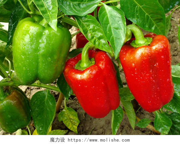 菜园里红辣椒和青椒的特写胡椒植物